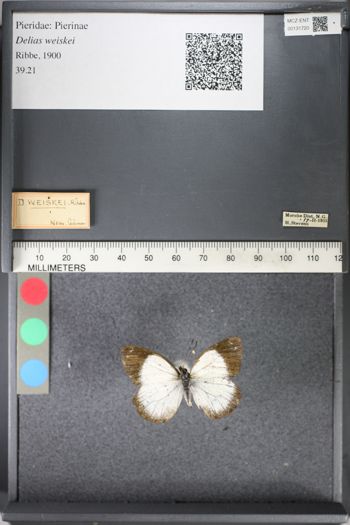Media type: image;   Entomology 131720